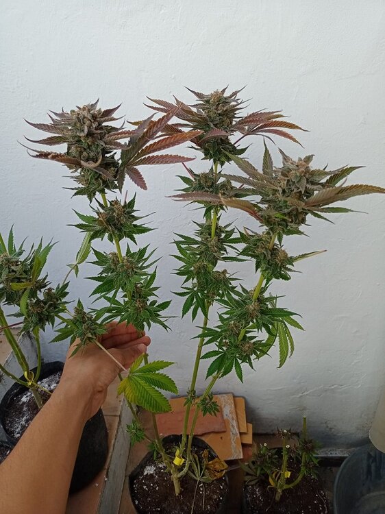 Tropicanna verde  (3).jpeg