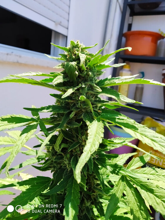 WhatsApp Image 2020-07-13 at 14.43.42.jpeg