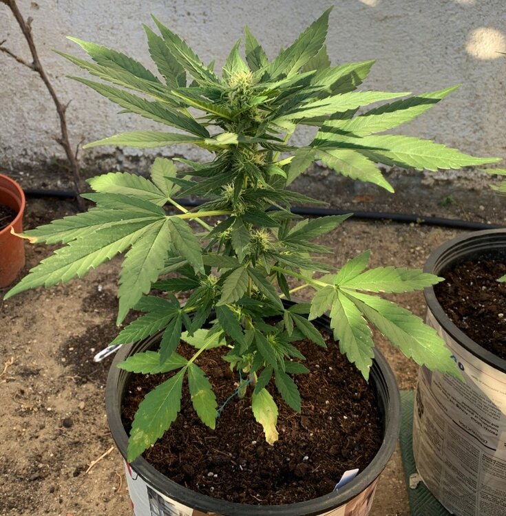 jack47-2 hoja 0_resize_1.jpg