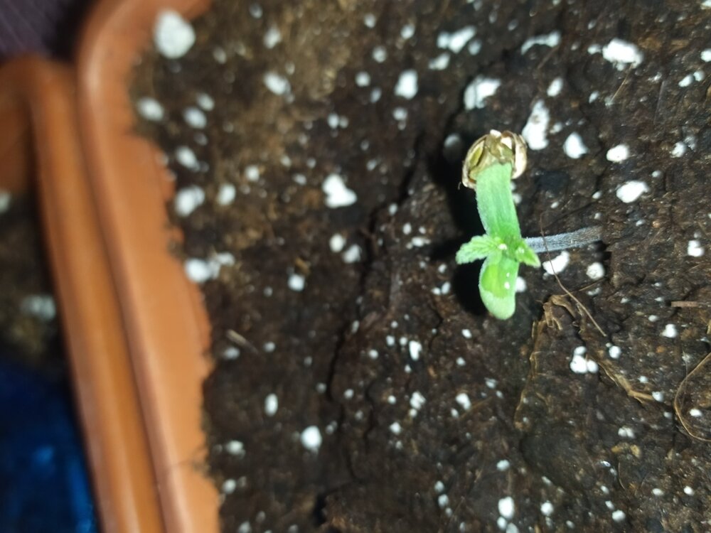 kk1 (FILEminimizer).jpg