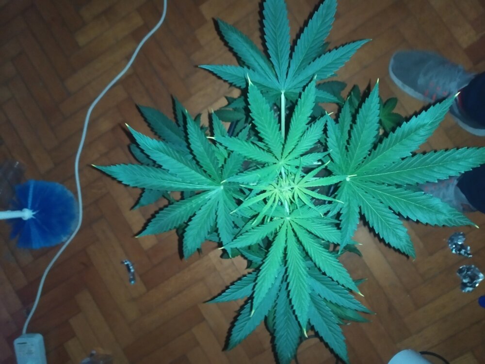 IMG_20200408_202506 (FILEminimizer).jpg