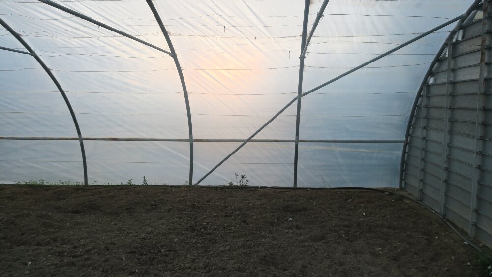 INVERNADDERO AL ATARDECER DIA 4.jpg