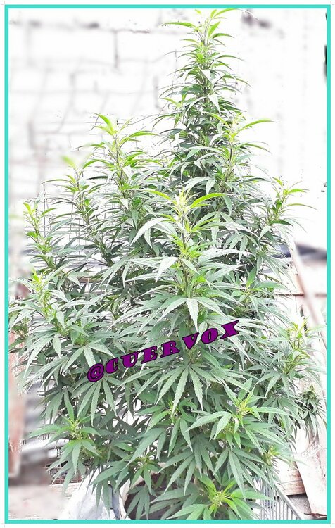 asi va la medicina.jpg