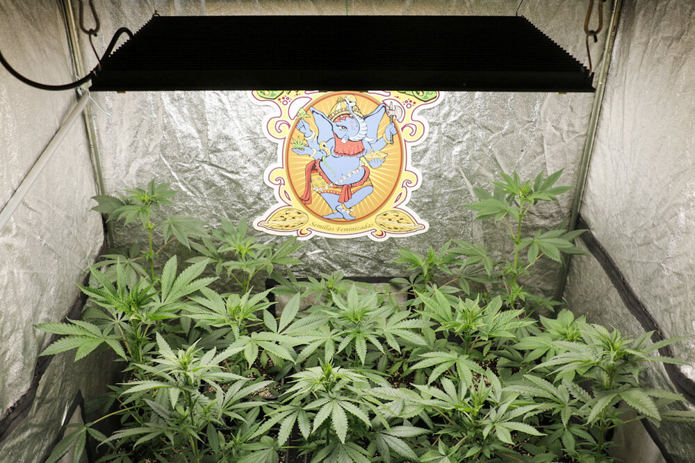 @HIDROPONICMAN-420 14.JPG