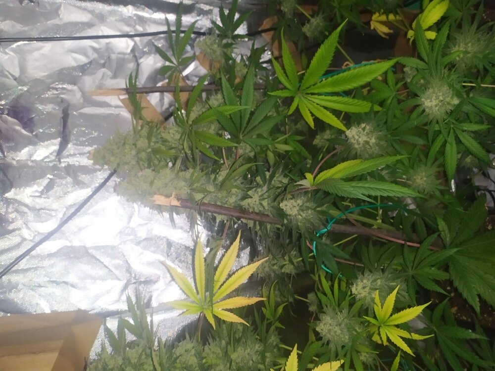 IMG_20200528_171338 (FILEminimizer).jpg