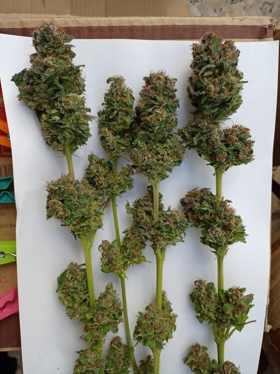 Tropicanna verde  (2).jpeg