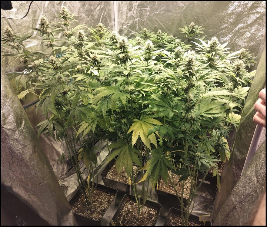 Floración 11.0.1.jpg