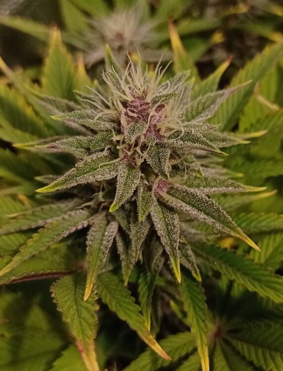 WhatsApp Image 2021-01-08 at 12.51.28.jpeg