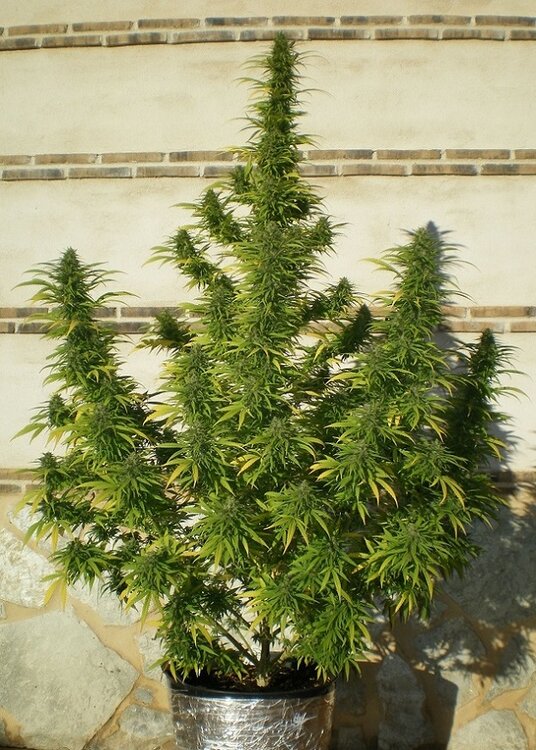 GREEN POISON F.V-.16.JPG