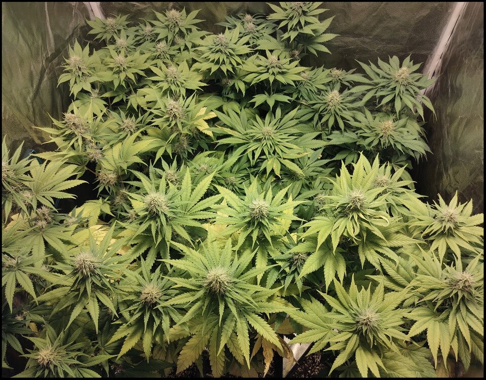 Floración 11.0.5.jpg