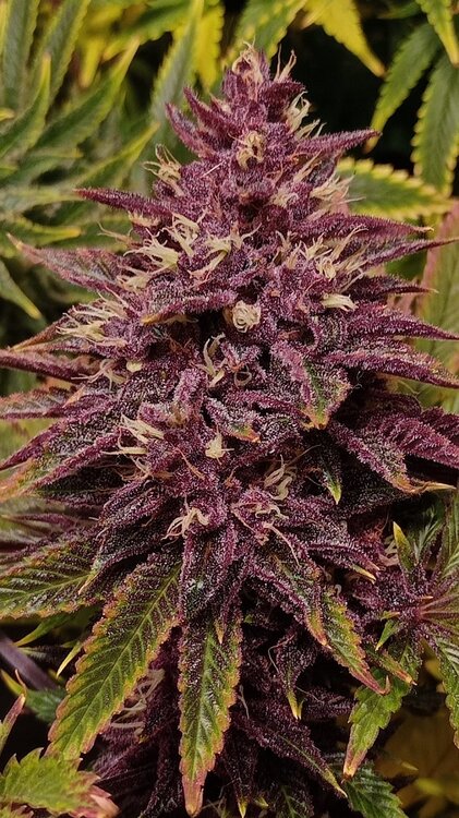 WhatsApp Image 2021-01-17 at 01.14.24.jpeg