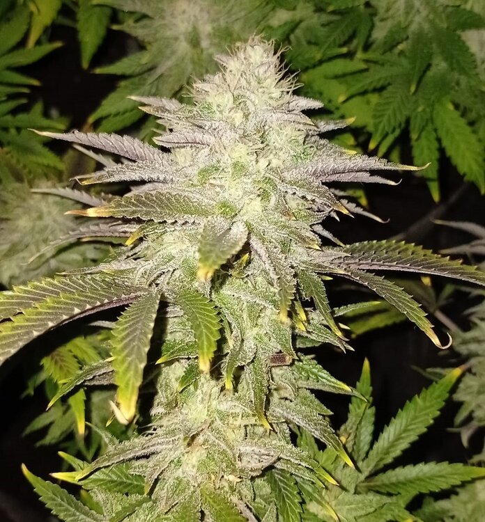 WhatsApp Image 2021-01-17 at 18.50.10 (1).jpeg