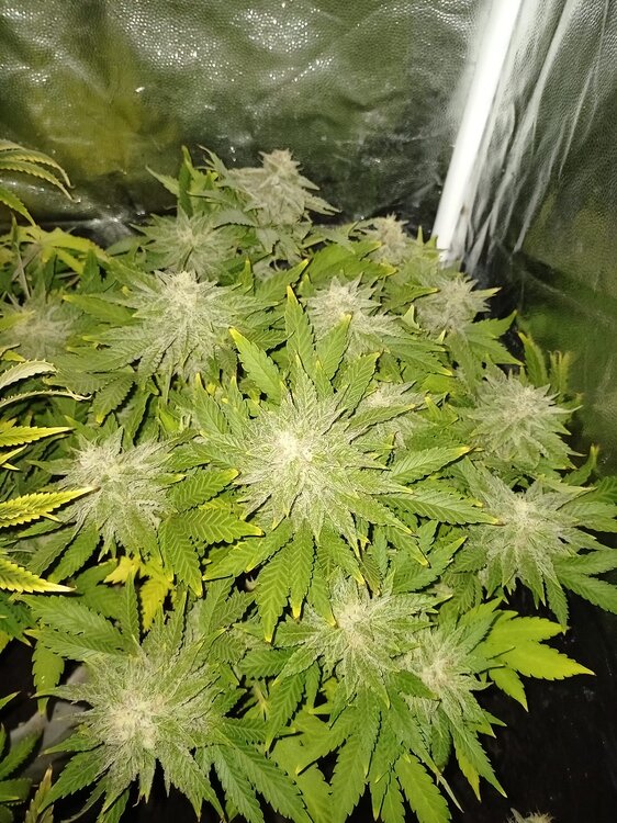 WhatsApp Image 2021-01-17 at 18.50.10.jpeg