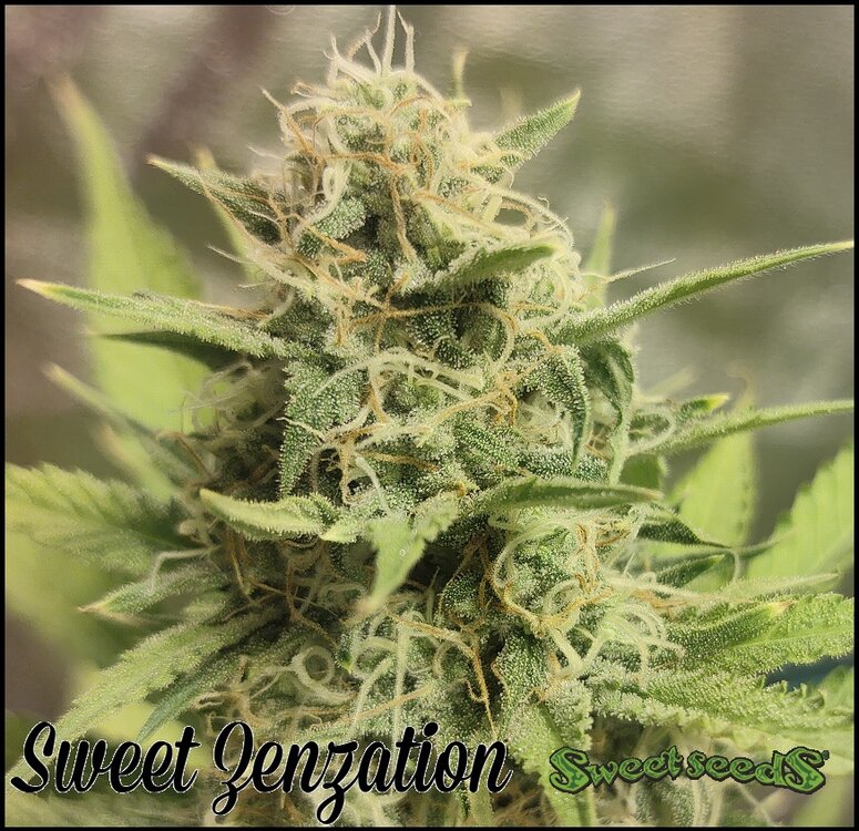 Floración 11.0.3.jpg