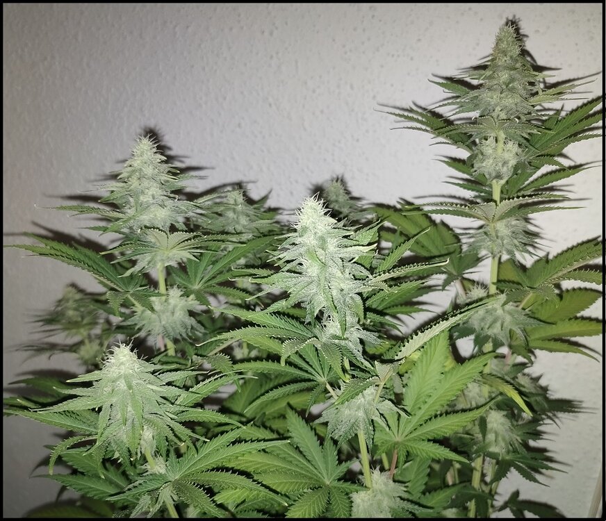 Sweet zenzation 9.0.3.jpg