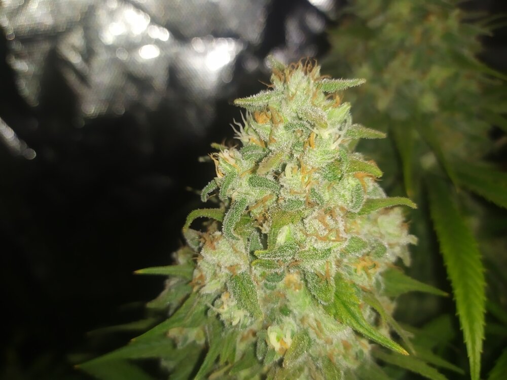 IMG_20200528_171410 (FILEminimizer).jpg