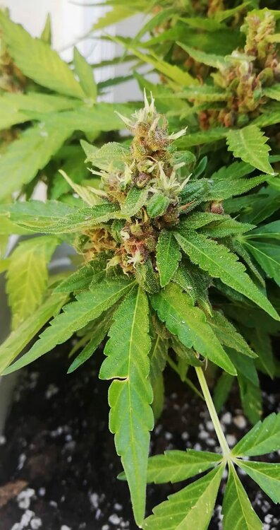 WhatsApp Image 2020-07-20 at 09.26.40.jpeg