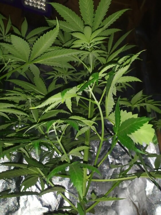 IMG_20200414_193820 (FILEminimizer).jpg