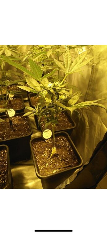 WhatsApp Image 2019-05-17 at 13.03.45 (1).jpeg