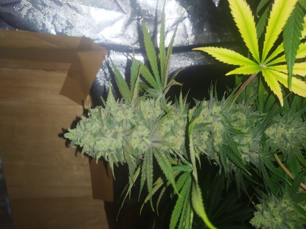 IMG_20200528_171354 (FILEminimizer).jpg