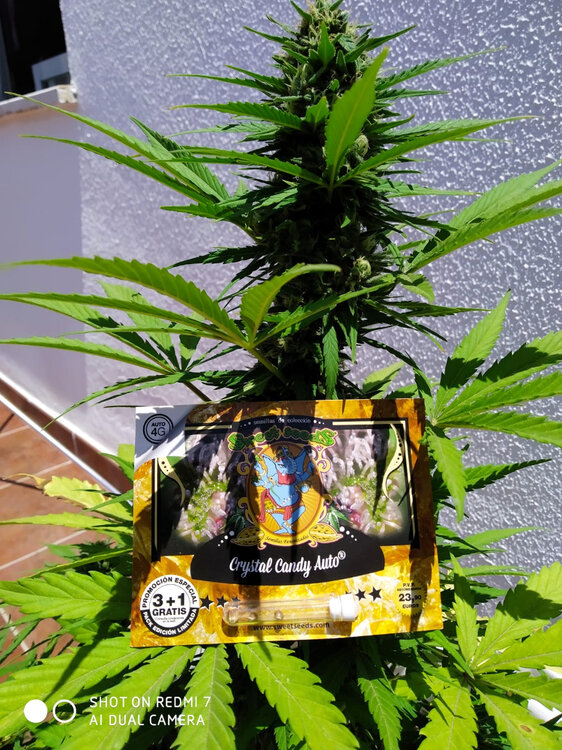 WhatsApp Image 2020-07-13 at 14.57.41.jpeg