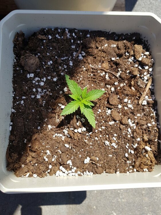 green poison 1sem.3dias.jpg