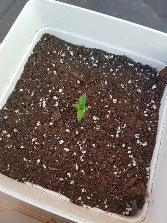 sweet gelato x 1 semana.jpg