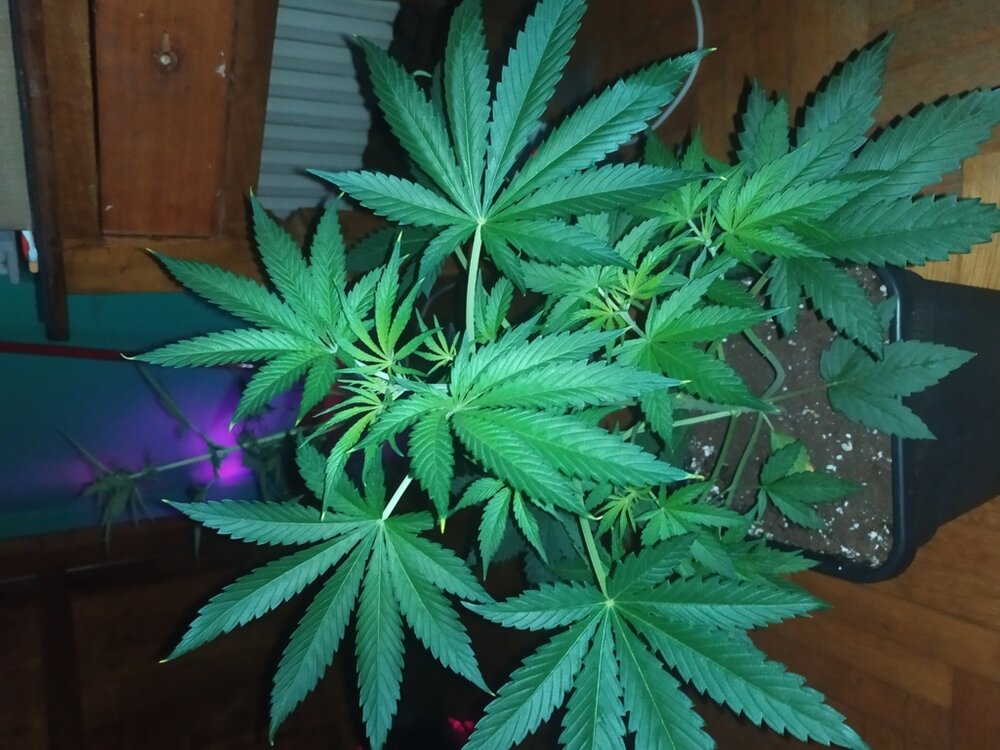 IMG_20200408_203400 (FILEminimizer).jpg