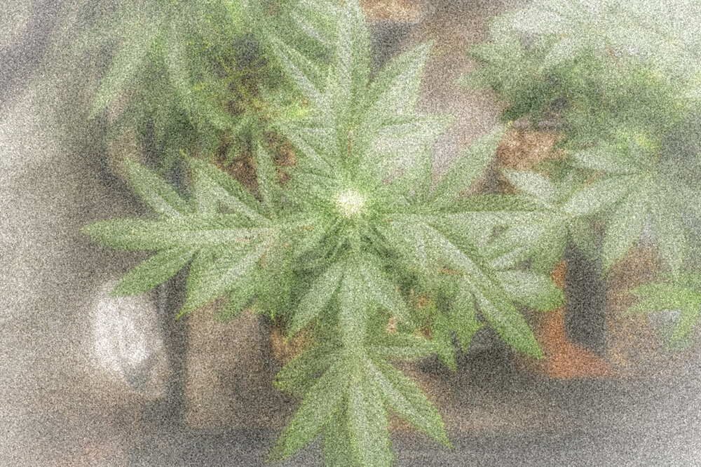 @HIDROPONICMAN-420 7.JPG