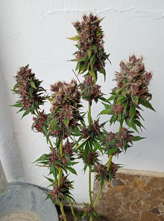 Tropicanna F1 (3).jpeg