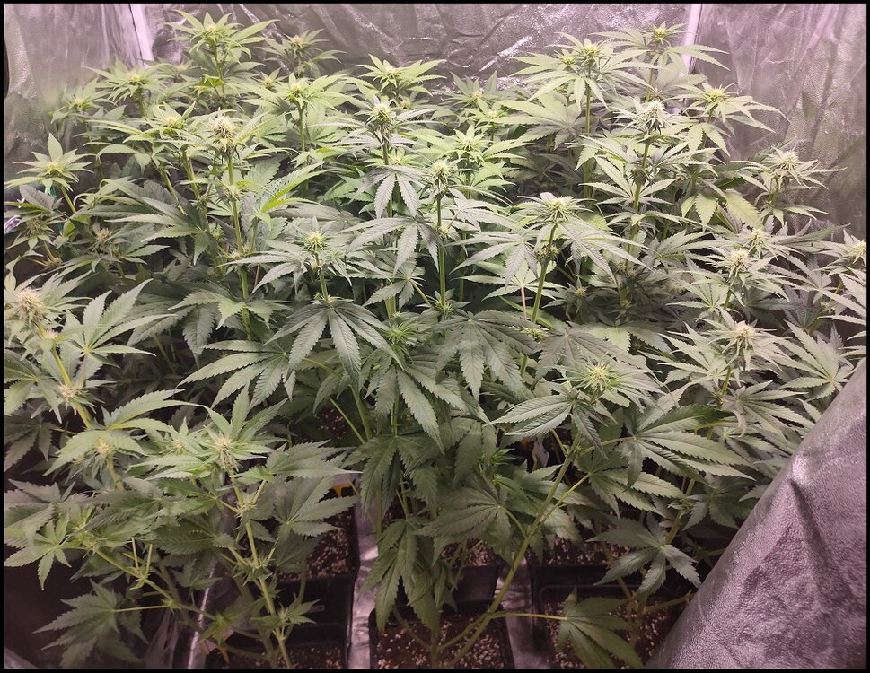 Floración 7.0.4.jpg