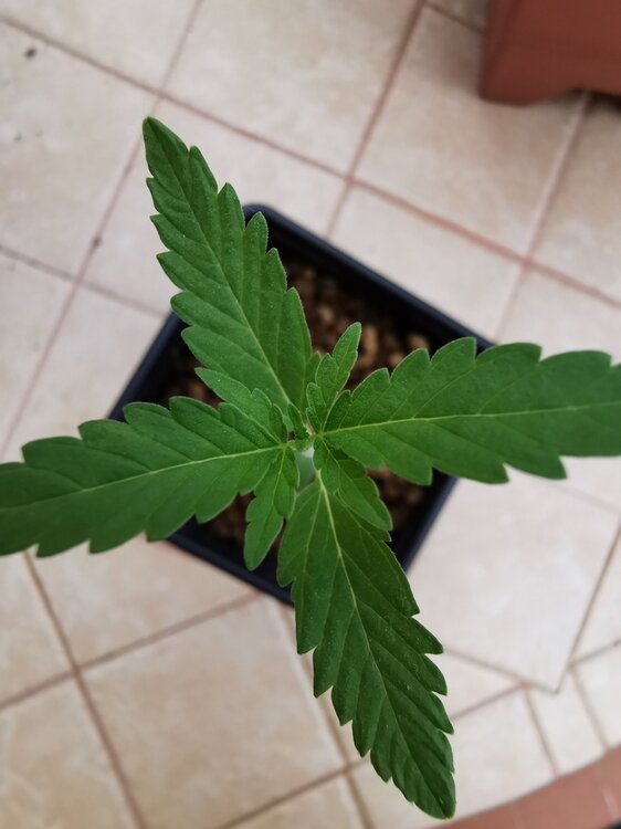 IMG_20200524_200144 (1).jpg