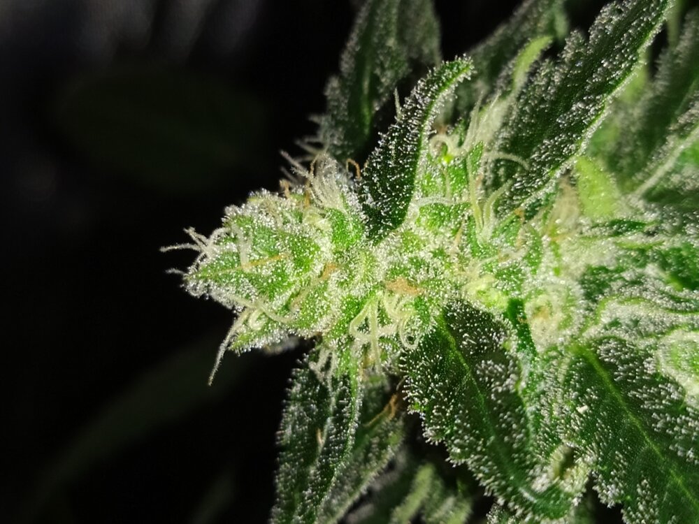 IMG_20200508_133059 (FILEminimizer).jpg