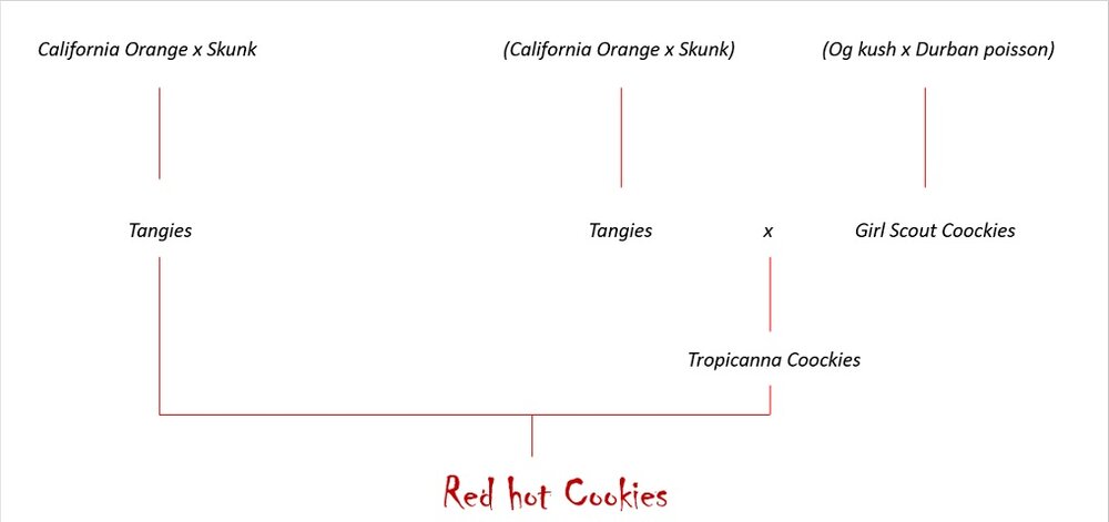 genetica Red Hot CooCkies.jpg