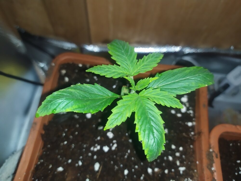 IMG_20200316_154824 (FILEminimizer).jpg