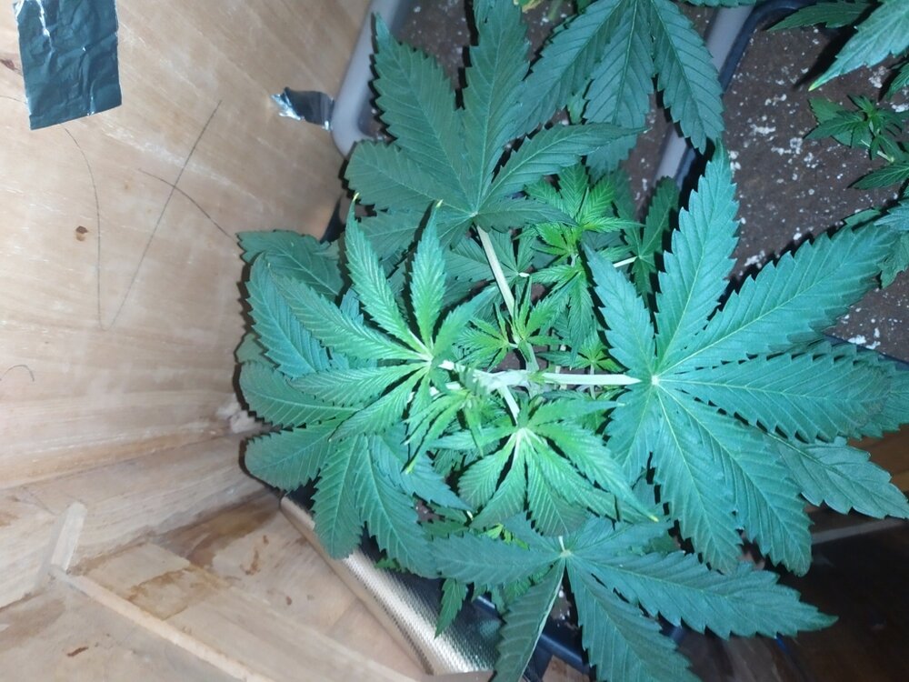 IMG_20200401_120146 (FILEminimizer).jpg