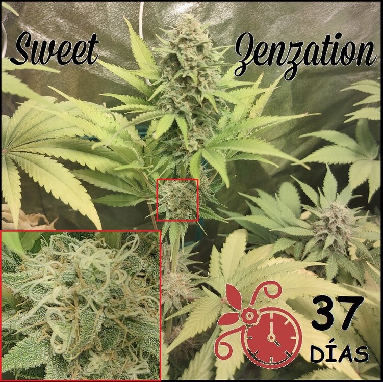 Floración 13.0.4.jpg