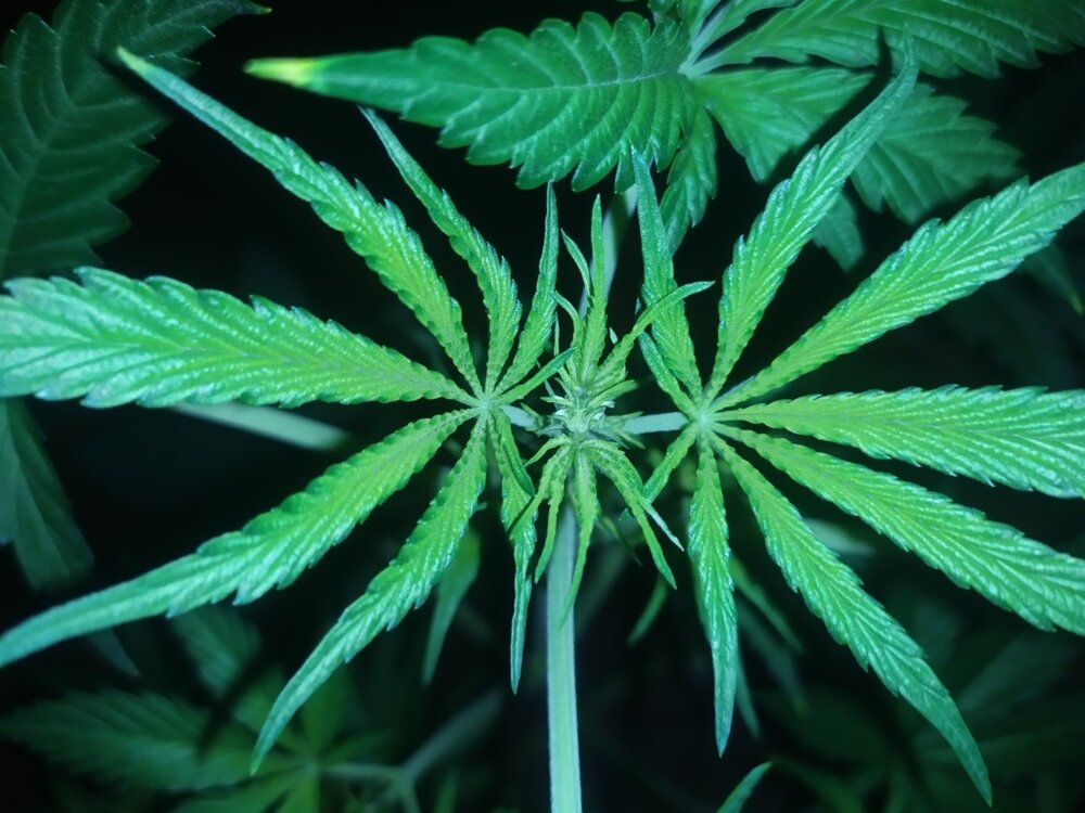 IMG_20200408_203416 (FILEminimizer).jpg