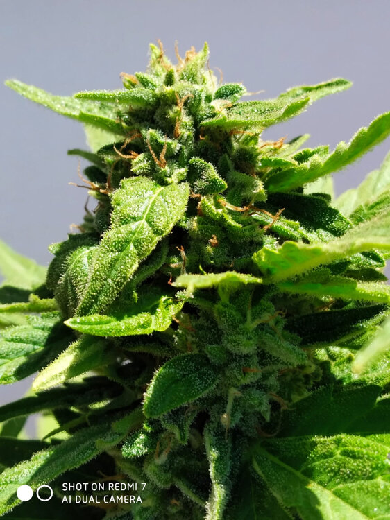 WhatsApp Image 2020-07-13 at 14.43.42 (1).jpeg