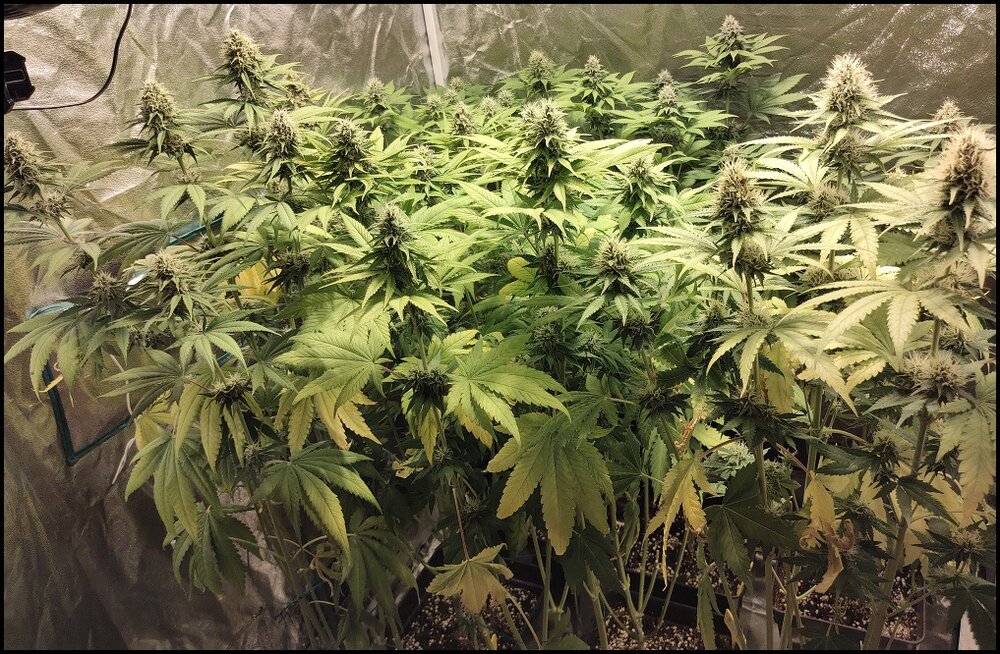 Floración 12.0.6.jpg