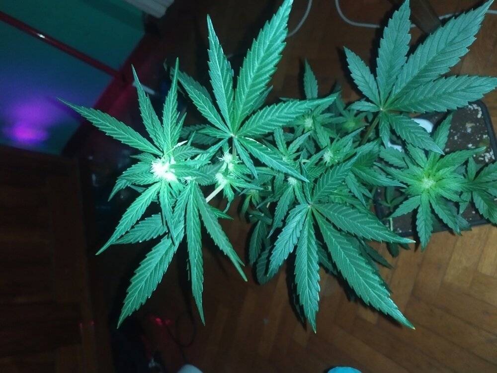 IMG_20200408_203140 (FILEminimizer).jpg