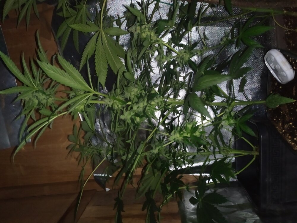 IMG_20200508_132608 (FILEminimizer).jpg