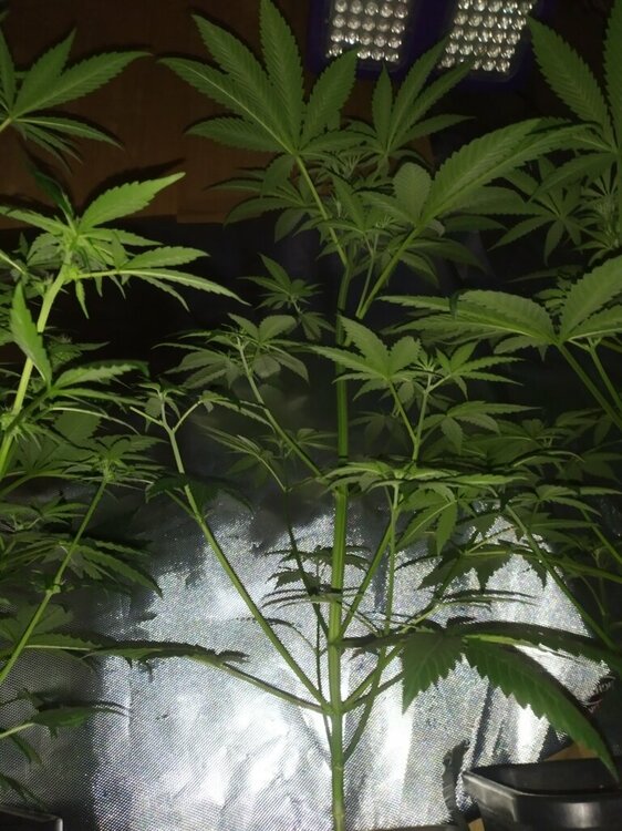 IMG_20200414_194315 (FILEminimizer).jpg