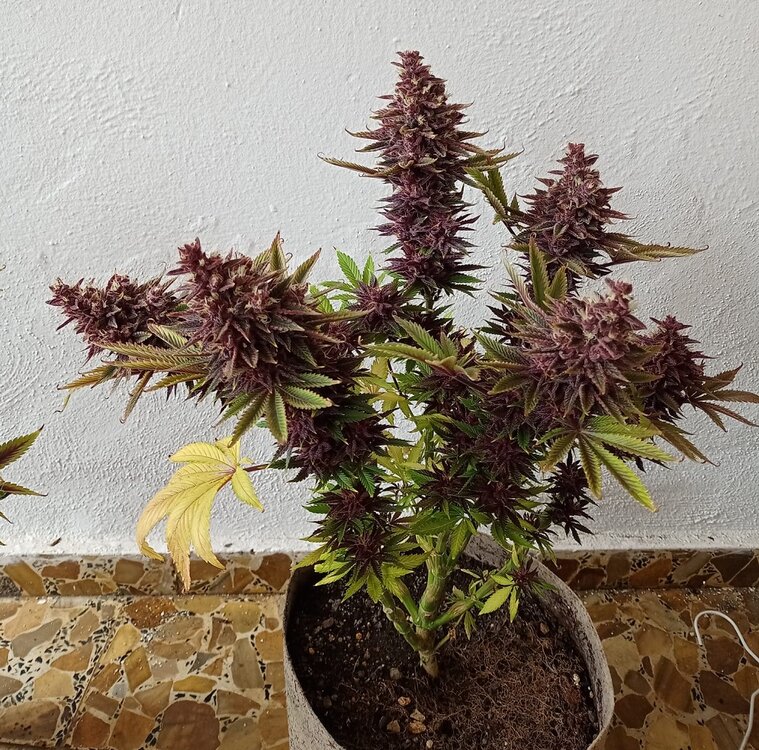 WhatsApp Image 2021-01-28 at 12.34.26.jpeg