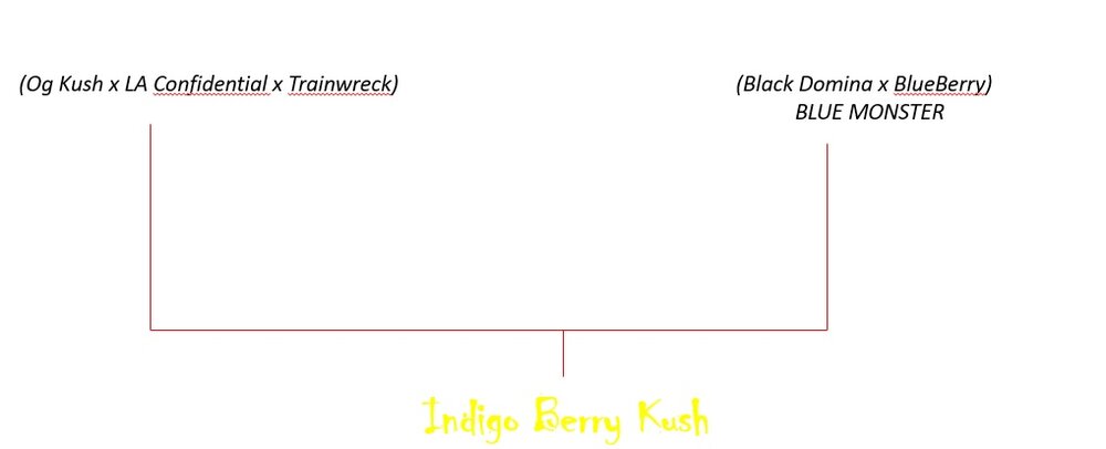 Genetica Indigo Berry Kush.jpg