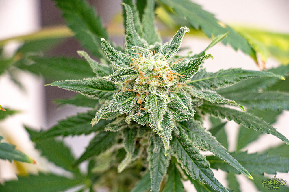 RED HOT COOKIES-12.jpg