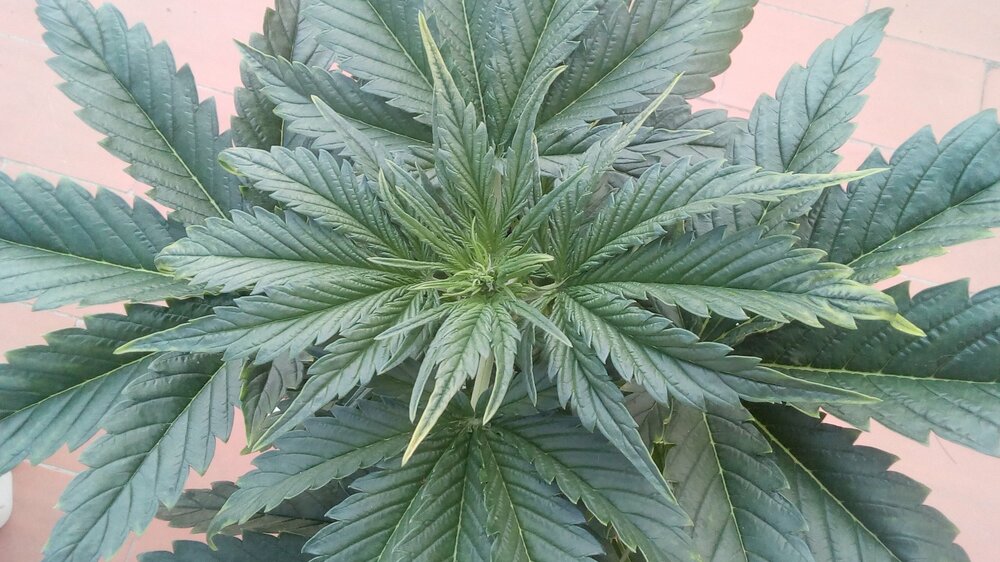 @elpensionista 2.jpg