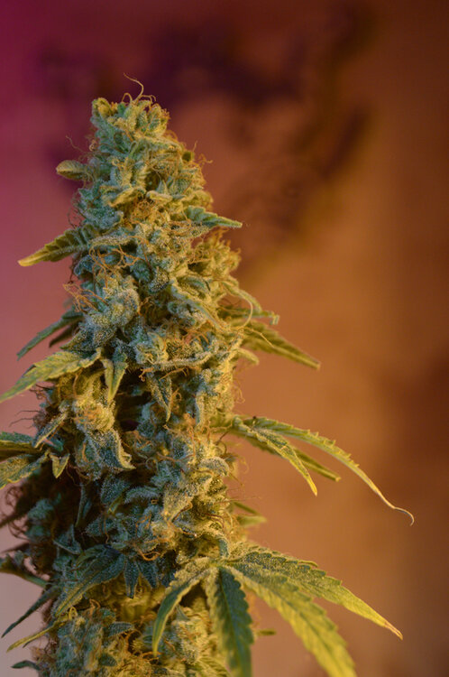 SWEET HAMNEZIA SWTSD (1).jpg