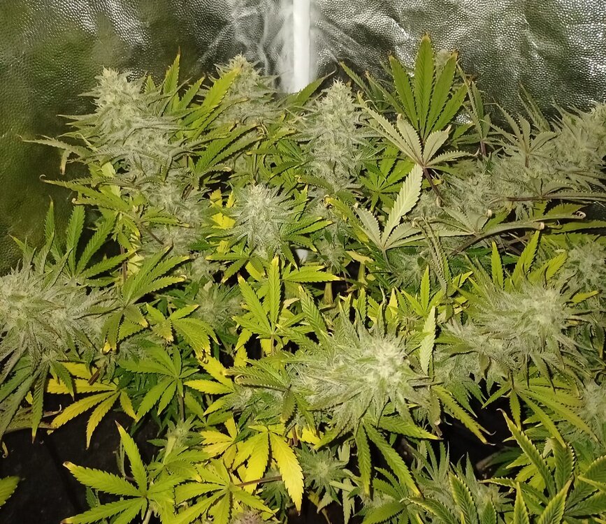 WhatsApp Image 2021-01-17 at 18.50.09.jpeg