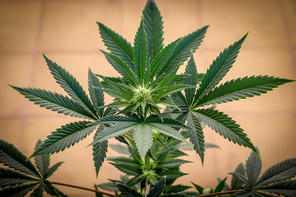 red  hot cookies_4370.jpg